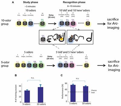 Regional Specific Evidence for Memory-Load Dependent Activity in the Dorsal Subiculum and the Lateral Entorhinal Cortex